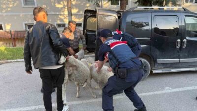 Polatlı'da koyun hırsızlığı yapan şüpheli gözaltına alındı. Jandarma ekiplerinin başarılı