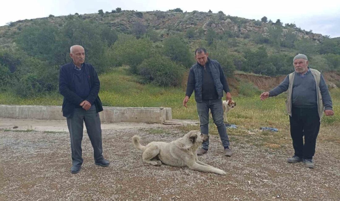 Çubuk ilçesinde başıboş köpekler