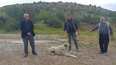 Çubuk ilçesinde başıboş köpekler bir buzağıya saldırarak telef etti. Köpeklerin