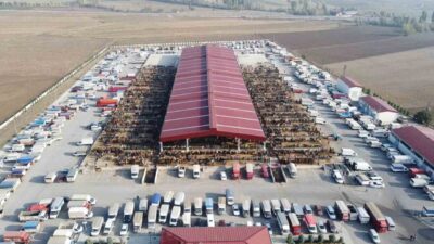 Çorum'da Kurban Bayramı öncesi hazırlıklar kapsamında kurbanlık satışlarının yapılacağı Çorum