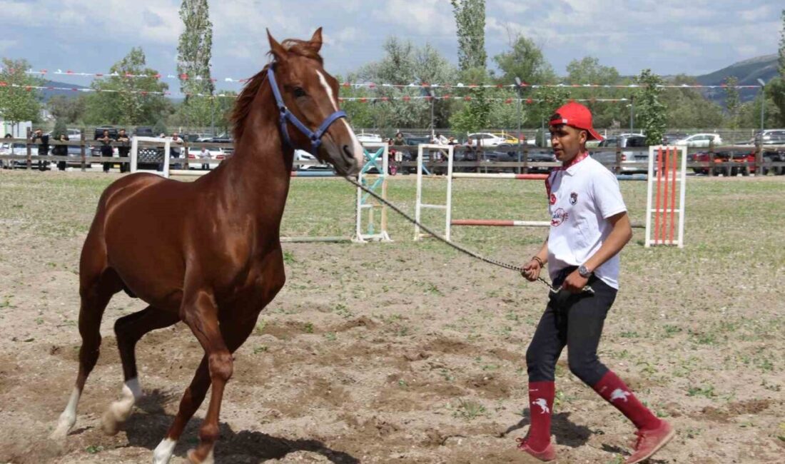 Çorum’da atlar güzellikleriyle yarıştı Çorum'da düzenlenen Uluslararası Atçılık