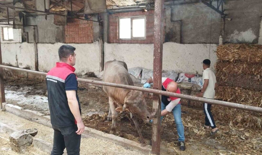Çorum’da hayvan pazarları kapatıldı Çorum'da şap hastalığı riski