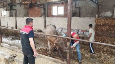 Çorum'da şap hastalığı riski nedeniyle tüm hayvan pazarları geçici olarak