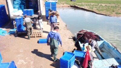 Yozgat'ın Çekerek ilçesinde avlanan gümüş balıkları, işlenerek Avrupa ülkelerine cips