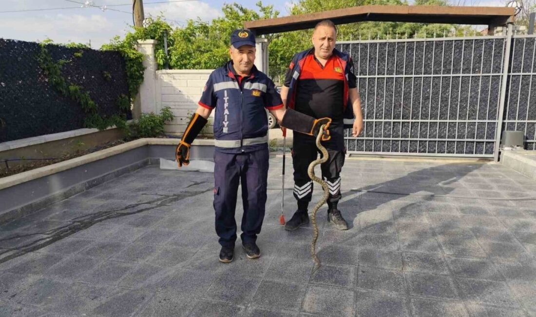 Çorum'un Sungurlu ilçesinde bir evde bulunan yılan, itfaiye ekipleri tarafından