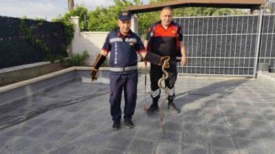 Çorum'un Sungurlu ilçesinde bir evde bulunan yılan, itfaiye ekipleri tarafından