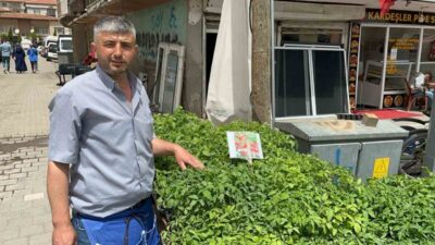 Yozgat'ta baharın gelmesiyle birlikte Yerköy ilçesinde vatandaşlar yerli sebze ve