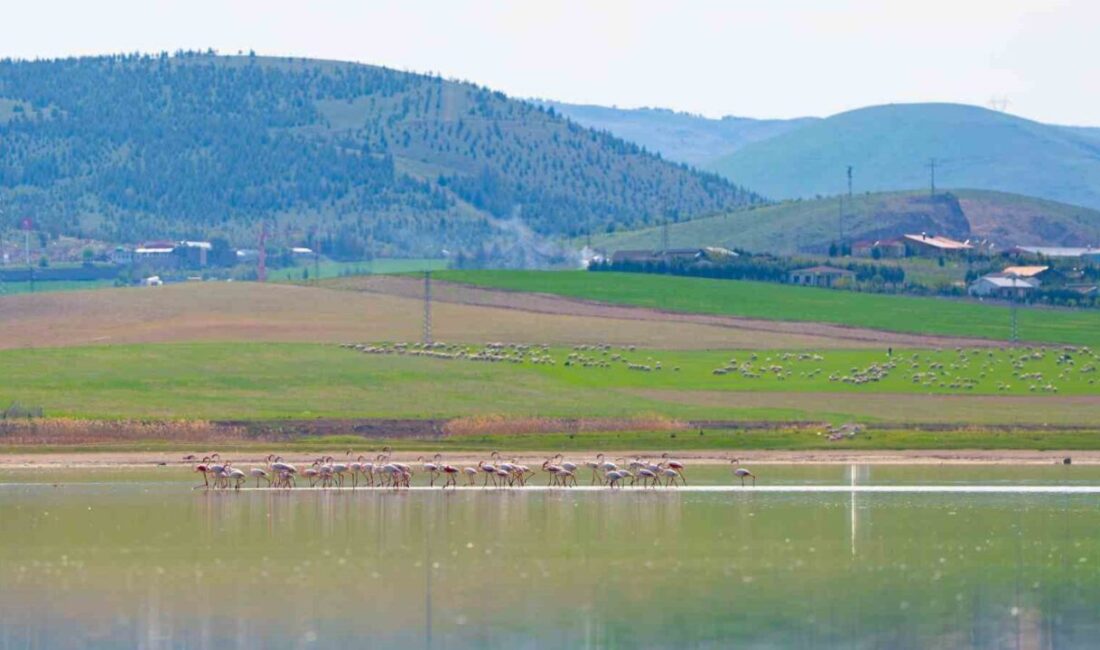 Gölbaşı, flamingoların göç rotasındaki