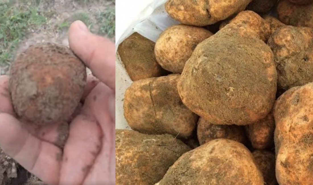 Yerköy’de  baharın gelmesiyle birlikte