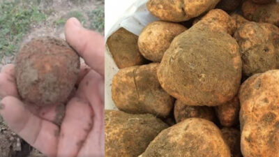 Yerköy’de  baharın gelmesiyle birlikte doğaseverler ve lezzet tutkunları doğaya akın