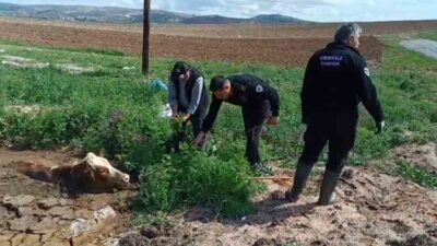 Kırıkkale'de bataklığa saplanan inek, itfaiye ekiplerince kurtarıldı. Olay, Osman Gazi
