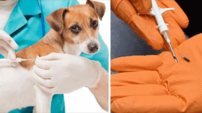 Yerköy İlçe Tarım ve Orman Müdürlüğü, sahipli köpeklere yönelik mikroçip