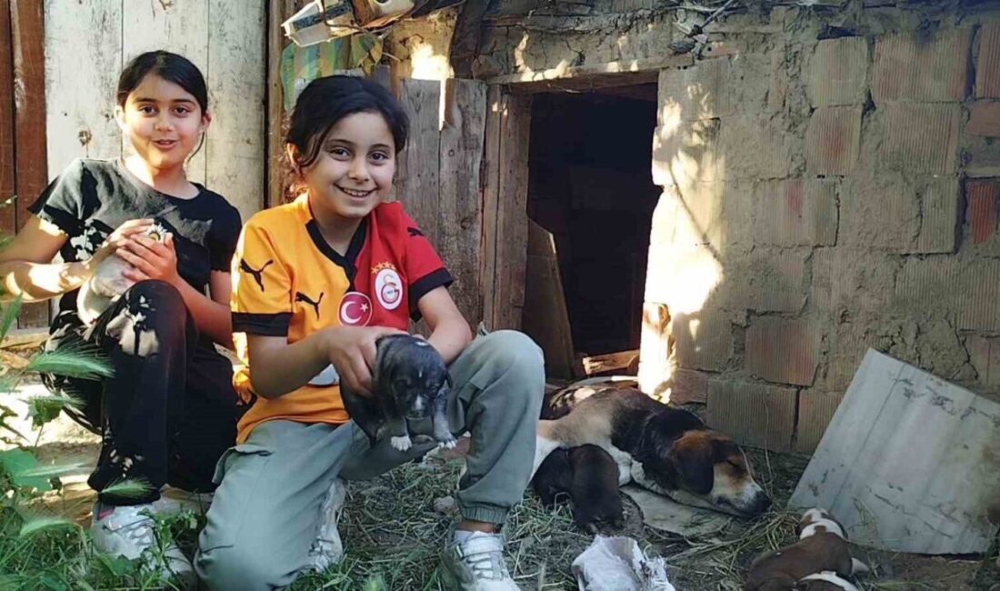 Çorum'un Osmancık ilçesindeki Esentepe Mahallesi'nde 13 yavru doğuran sokak köpeği,