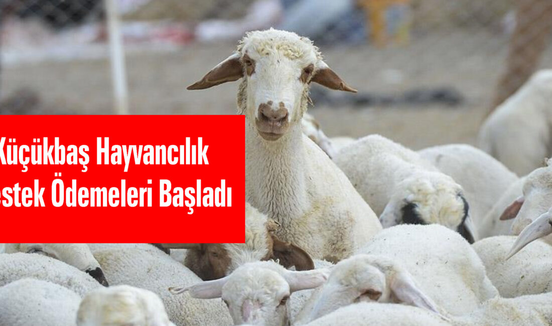 Yerköy İlçe Tarım ve