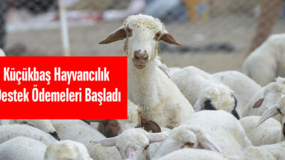 Yerköy İlçe Tarım ve Orman Müdürlüğü, Küçükbaş Hayvancılık (Kuzu-Oğlak) Destekleme
