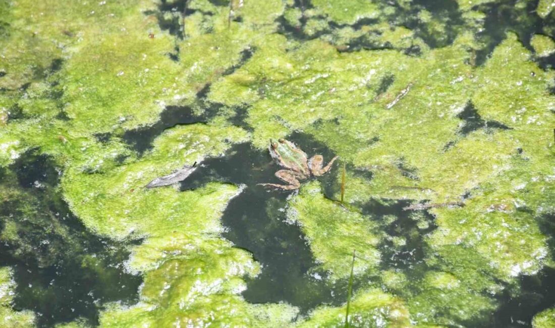 Yozgat'ta ilkbaharla birlikte kurbağaların üremek için çıkardığı yüksek sesler dikkat
