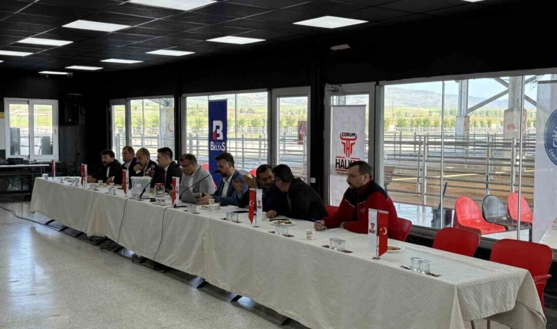 Kurban pazarı için geri sayım başladı: Padoklar kura ile belirlendi Çorum Belediyesi, Hayvan Pazarı'ndaki