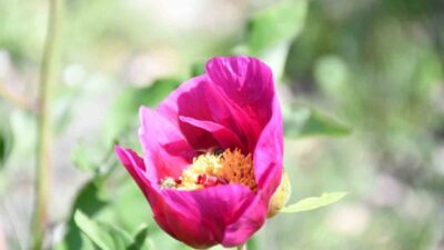 Yozgat'ın Cehrilik bölgesinde bulunan endemik Cehrilik Lalesi, sadece 15 gün
