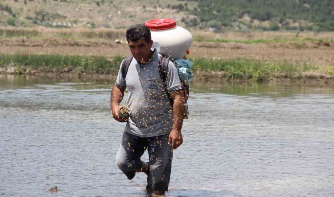 Çorum'un Osmancık ilçesinde Osmancık pirinci üretim sezonu başladı. Çiftçiler zorlu