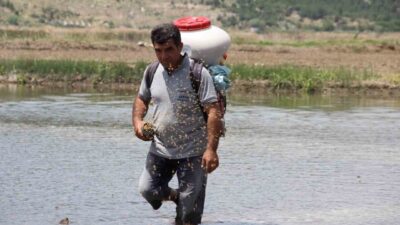 Çorum'un Osmancık ilçesinde Osmancık pirinci üretim sezonu başladı. Çiftçiler zorlu