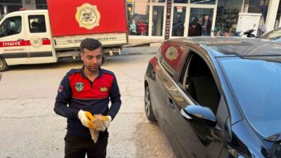 Çorum'un Sungurlu ilçesinde aracın motor kısmına giren yavru kedi, sürücü