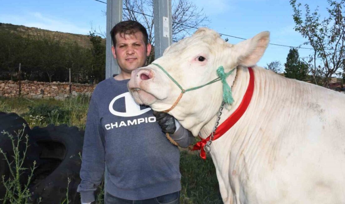 Yozgat'ta 1 ton ağırlığındaki dişi kurbanlık "Pamuk Kız" 320 bin