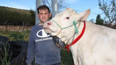 Yozgat'ta 1 ton ağırlığındaki dişi kurbanlık "Pamuk Kız" 320 bin