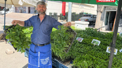 Baharın kendini iyiden iyiye hissettirdiği şu günlerde Yerköy’de sebze fidesi