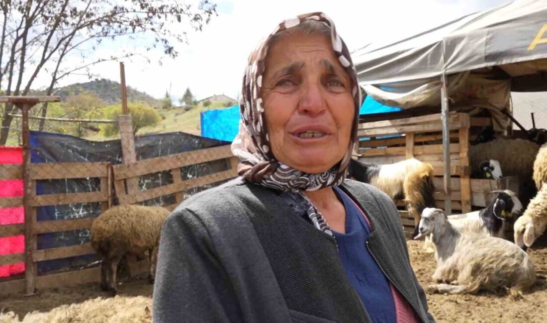 Sürüsünü kurtlara kaptıran kadın gözyaşlarını tutamadı: “Hepsi evladım gibiydi” Kurt saldırısında telef olan