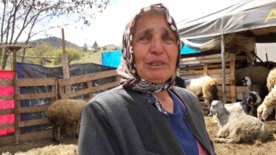 Kurt saldırısında telef olan 24 koyunun sahibi Fatma Taşdemir, "Bu