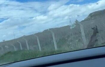 Yozgat'ın Sorgun ilçesinde bir karacanın tel örgüler arasında sıkışarak çıkış