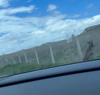 Yozgat'ın Sorgun ilçesinde bir karacanın tel örgüler arasında sıkışarak çıkış