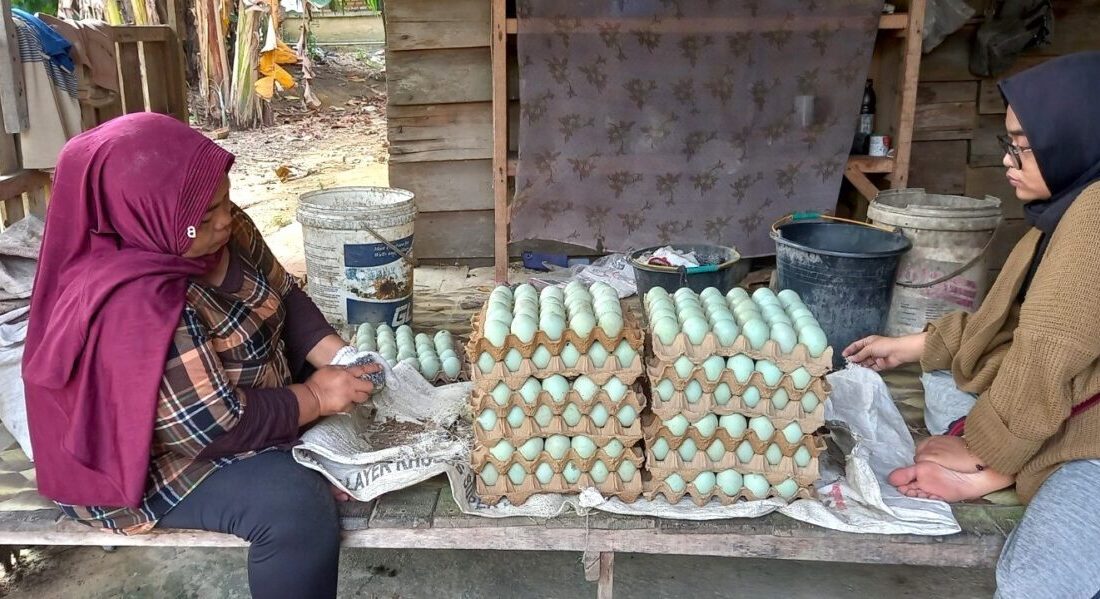 TİKA, Endonezya'nın Pekanbaru şehrinde 500 ördek kapasiteli bir çiftlik kurarak