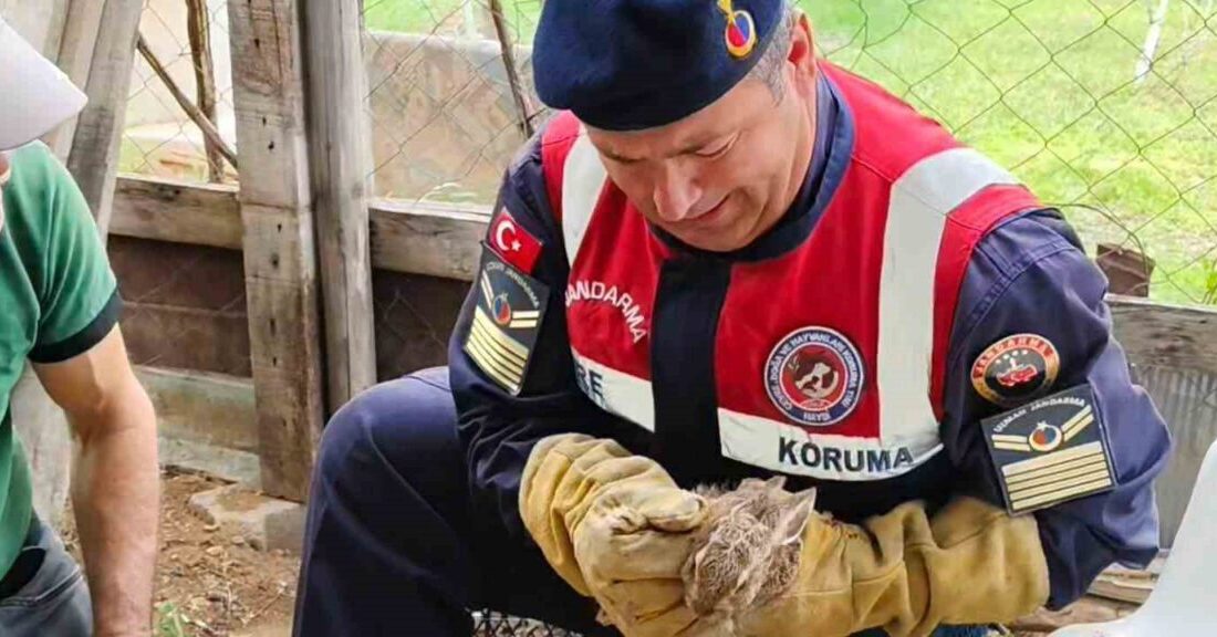 Yozgat jandarma ekipleri tarafından bulunan hasta yavru yaban tavşanı, tedavi
