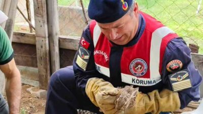 Yozgat jandarma ekipleri tarafından bulunan hasta yavru yaban tavşanı, tedavi