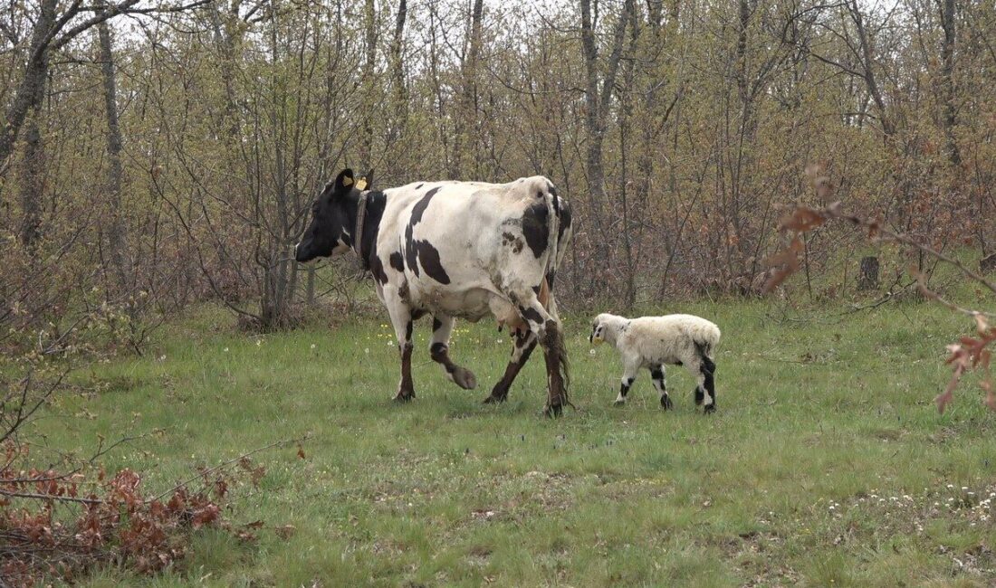 Yozgat'ta bir inek, kaybettiği buzağı yerine ölen kuzuyu sahiplenerek duygusal