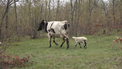 Yozgat'ta bir inek, kaybettiği buzağı yerine ölen kuzuyu sahiplenerek duygusal