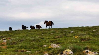 Ankara'nın Kızılcahamam ilçesinde doğal yaşamın bir parçası olan yılkı atları,