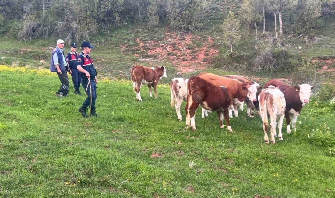 Yozgat’ta büyükbaş hayvanları kaybolan vatandaşın yardımına Jandarma koştu Yozgat'ta hayvanları kaybolan Ş.Y'ye