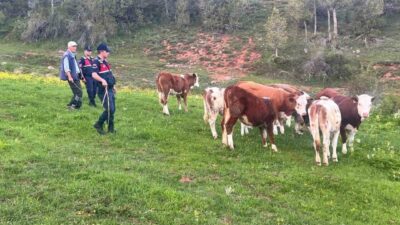 Yozgat'ta hayvanları kaybolan Ş.Y'ye Jandarma ekipleri yardım etti. Köydeki açık