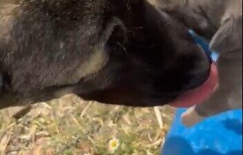 Yozgat'ta kamyonetin arkasına bağlanan ve sarkan köpek görüntüsüne tepki gösterenlerin