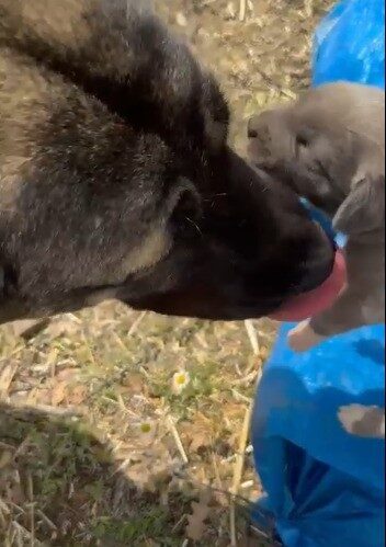 Yozgat'ta kamyonetin arkasına bağlanan ve sarkan köpek görüntüsüne tepki gösterenlerin