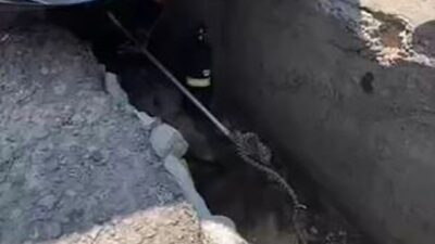 Çamlıdere, Ankara'da aracın altına giren yılan, belediye ekipleri tarafından çıkarılarak