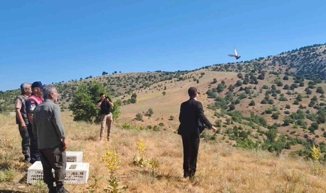 Aydıncık’ta 225 adet keklik doğaya salındı Yozgat'ın Aydıncık ilçesinde Kazankaya