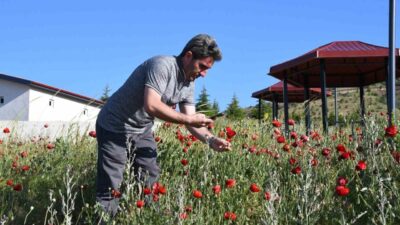 Yozgat'ta bulunan Spor Vadisi Göleti çevresindeki kırmızı gelincikler, görsel bir