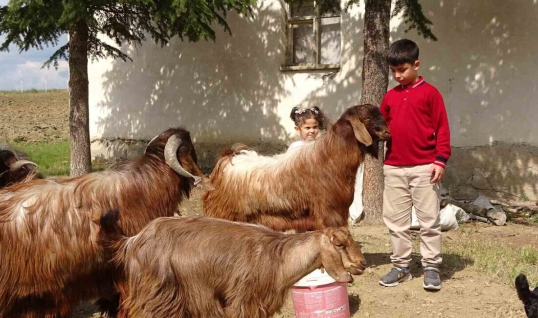 Sorgun ilçesinde yaşayan Emir Ali Dişlioğlu, Milli Eğitim Bakanlığı bursluluk