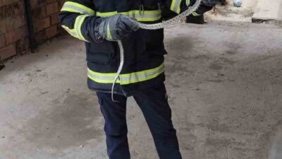 Osmancık'ta bir evde bulunan yılan, itfaiye ekipleri tarafından güvenli bir