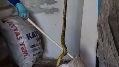Yozgat'ın Saraykent ilçesinde dev yılanın evde paniğe sebep olması üzerine