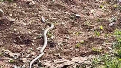 Yozgat'ın Saraykent ilçesinde hayvanlarını otlatan İsmail Cengizer, ağacın gölgesinde dinlenirken