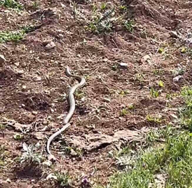 Yozgat'ın Saraykent ilçesinde hayvanlarını otlatan İsmail Cengizer, ağacın gölgesinde dinlenirken